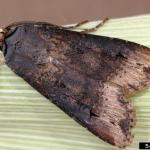 Black cutworm moth. Photo: A. Sisson, Iowa State University, Bugwood.org