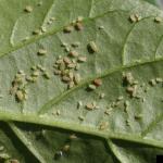 Green peach aphids. Photo: W. Cranshaw, Colorado State University, Bugwood.org