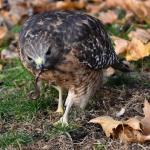 Hawk eating a jumping worm in Connecticut in Nov. 2021. Photo courtesy of: LuAnn Uszakiewicz. Note: Hawks will not significantly reduce the population of jumping worms through predation.