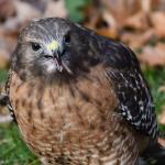 Hawk eating a jumping worm in Connecticut in Nov. 2021. Photo courtesy of: LuAnn Uszakiewicz. Note: Hawks will not significantly reduce the population of jumping worms through predation.