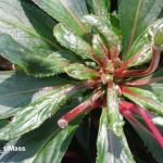 Broad mite damage on New Guinea Impatiens