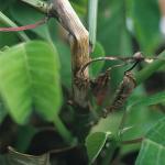 Botrytis stem canker on Poinsettia