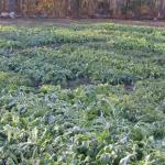 Brassicas planted August 13 and pictured on day of harvest November 5, 2002.