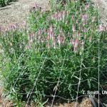 Celosia as field-grown cut flower