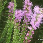 Liatris