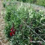 Snapdragon as field-grown cut flower