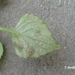 Impatiens downy mildew