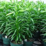 Easter Lilies in greenhouse