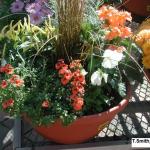 Mixed planter for fall