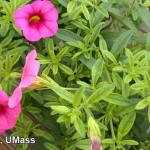 Iron deficiency on Calibrachoa