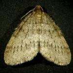 Fig_13.jpg: A male winter moth adult moth. Note the fringe on the bottom edge of the wings and the black "hash-marks" that form the broken band that go across the wings near the tip. Compare this to the adult male Bruce Spanworm in Fig_14 