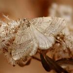 Fig_14.jpg: A male Bruce Spanworm (Operophtera bruceata). Note the faint wavy band running across the front wings near the bottom edge. Not only is this species a very close relative of winter moth, the males of both species are remarkably similar. Compare to Fig_13 which depicts the male winter moth adult. (Photograph courtesy of Dick Cooper) 