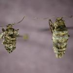 Fig_20: The female moth on the left is an adult winter moth. Note the short remnants of wings (brachypterous). The specimen on the right is an adult female fall cankerworm. In addition to being completely wingless (apterous) she is noticeably larger than the winter moth female. Both of these can be found at the same time on the same host plants.  (Photo: R. Childs)  