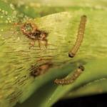 Fig_8.jpg: This photograph shows a maple bud that is just opening and revealing 2 winter moth caterpillars that have been feeding within the bud prior to opening. Fortunately, this bud opened quickly thus minimizing the feeding injury. (Photo: R. Childs)