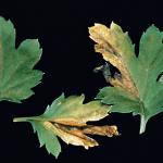 Foliar nematodes on Chrysanthemum