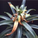 Foliar nematodes on Easter lily