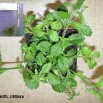 INSV symptoms on Lobelia and Agdia test kit showing positive results