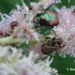 Japanese beetle (top) and Oriental beetle (bottom) on Astilbe