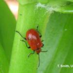 Lily Leaf Beetle Adult