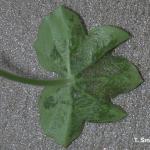 Two spotted spider mite injury on ivy geranium