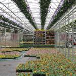 Shipping early spring greenhouse crops