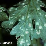 Chrysanthemum White Rust