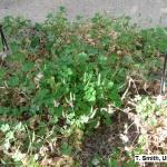 Oxalis growing in gravel floor in greenhouse