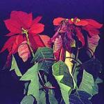 Phytophthora root and crown rot on Poinsettia