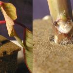 Rhizoctonia stem rot on Poinsettia cuttings