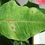 Spot anthracnose (Scab) on Poinsettia