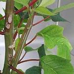 Spot anthracnose (Scab) on Poinsettia stem