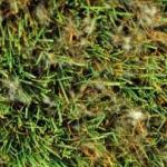 Pythium symptoms