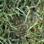 Pythium symptoms