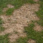 Pythium symptoms