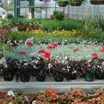 Plants in a retail greenhouse