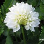 Tarnished Plant Bug Injury on Dahlia Flower