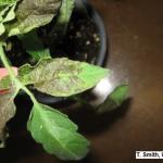 Tomato Spotted Wilt Virus (TSWV) on Tomato Plant