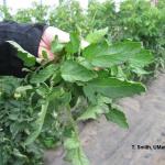 Taking tissue sample from greenhouse tomatoes