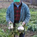 Brassicas planted August 13 and pictured on day of harvest November 5, 2002.