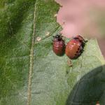 Colorado Potato Beetle, Larvae