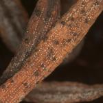 Numerous black pseudothecia produced by Delphinella balsamae in diseased needles of white fir (Abies concolor). Photo by N. Brazee