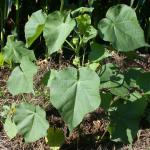 Velvetleaf