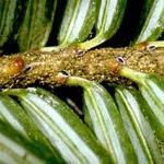 Immatures (nymphs) of the Hemlock Woolly Adelgid on the stem of a Canada Hemlock. 