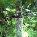 The "woolly masses" created by the Pine Bark adelgid, on an Eastern White Pine.