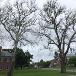 Mature American sycamores (Platanus occidentalis) struggling to leaf out due to sycamore anthracnose. Photo taken 06/11/19 by N. Brazee