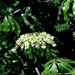 Japanese andromeda foliage and flowers