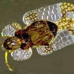 An adult lacebug