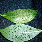 Close up of lacebug injury: feeding injury (yellow stippling) the upper leaf surface and the shiny dark spots of excrement on the leaf underside