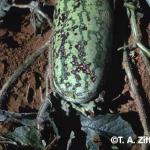 Anthracnose lesions on watermelon. Photo: T. A. Zitter