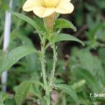 Aphids on Calibrachoa